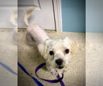 Small Shih Tzu Mix