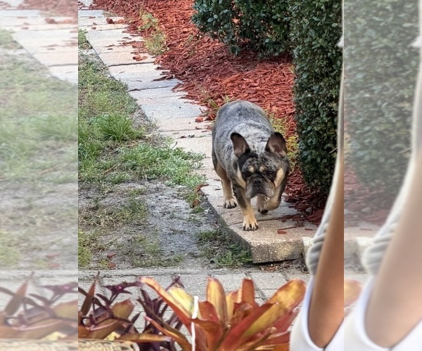 Medium Photo #1 French Bulldog Puppy For Sale in NAPLES, FL, USA