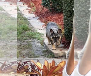 Mother of the French Bulldog puppies born on 04/19/2022