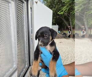 American Staffordshire Terrier-Unknown Mix Dogs for adoption in San Antonio, TX, USA