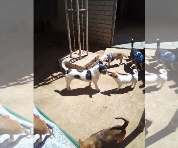 Medium Photo #7 Mutt Puppy For Sale in Apple Valley, CA, USA