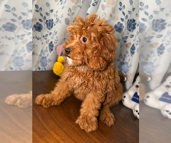 Medium Photo #49 Goldendoodle mix (+ Poodle Miniature) Puppy For Sale in DURHAM, CT, USA