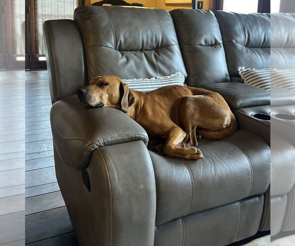 Medium Photo #4 Mutt Puppy For Sale in Candler, NC, USA