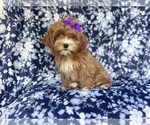 Small ShihPoo
