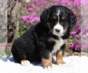 Bernedoodle Puppy for sale in NEW ENTRPRISE, PA, USA