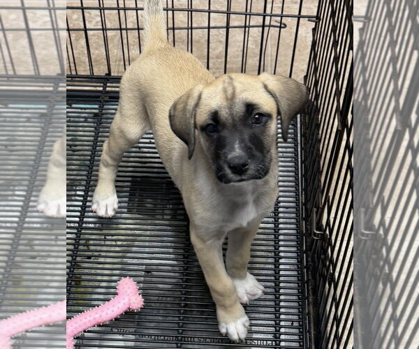 Medium Photo #2 Anatolian Shepherd Puppy For Sale in GILBERTS, IL, USA