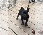 Small #7 French Bulldog