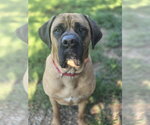Small #2 Mastiff