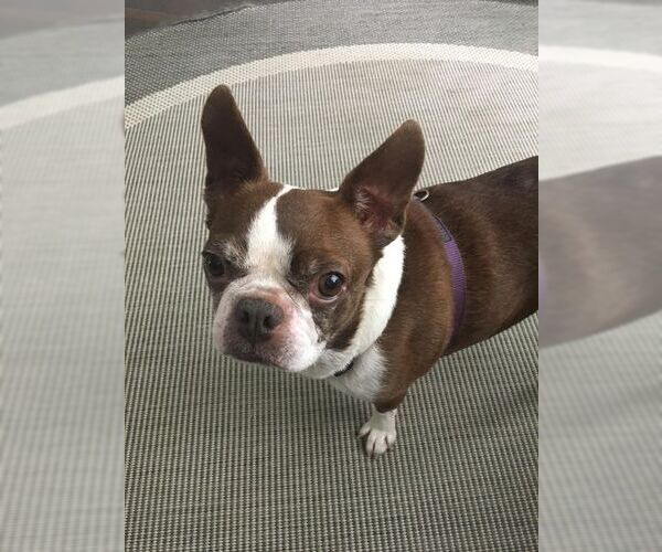 Medium Photo #2 Boston Terrier Puppy For Sale in High Point, NC, USA