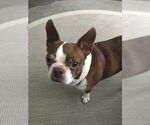 Small #1 Boston Terrier