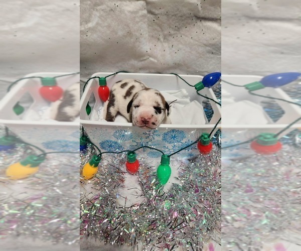 Medium Photo #1 Great Dane Puppy For Sale in BEL AIR, MD, USA