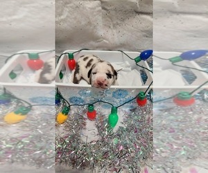 Great Dane Puppy for sale in BEL AIR, MD, USA