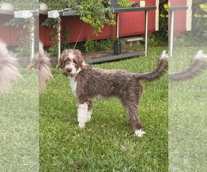 Poodle (Standard)-Unknown Mix Dogs for adoption in Valrico, FL, USA
