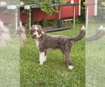 Small Poodle (Standard) Mix