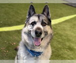 Small #2 German Shepherd Dog