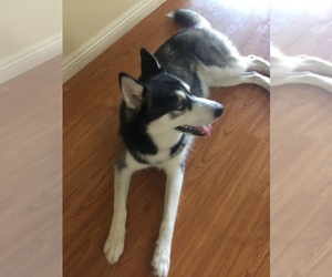 Siberian Husky Puppy for sale in CHINO HILLS, CA, USA