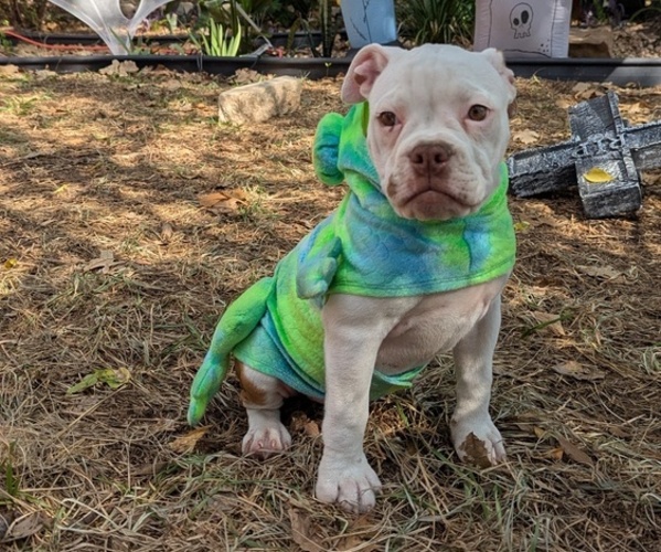 Medium Photo #1 Olde English Bulldogge Puppy For Sale in AUSTIN, TX, USA