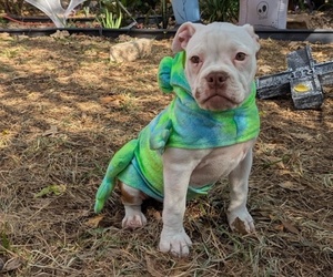 Olde English Bulldogge Puppy for sale in AUSTIN, TX, USA