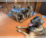 Small Photo #3 Belgian Malinois Puppy For Sale in MIAMI, FL, USA