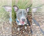 Small #10 Staffordshire Bull Terrier