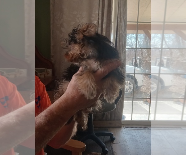 Medium Photo #4 Yorkshire Terrier Puppy For Sale in JAMAICA, IA, USA