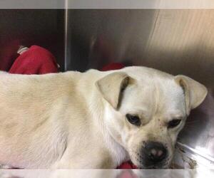 Puggle Dogs for adoption in Riverside, CA, USA