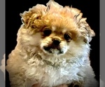 Puppy Cocoa Puff Pominese