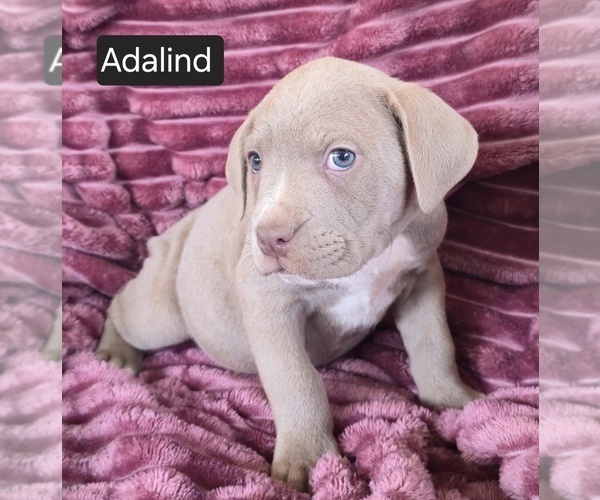 Medium Photo #2 Cane Corso Puppy For Sale in MINERAL WELLS, WV, USA