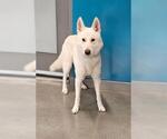Small German Shepherd Dog