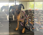 Small #1 Catahoula Leopard Dog Mix