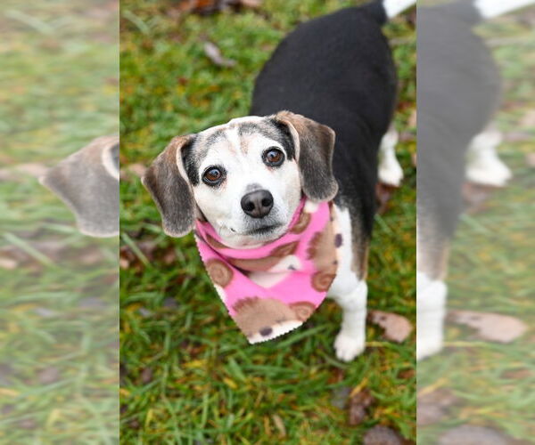 Medium Photo #6 Beagle Puppy For Sale in Gloversville, NY, USA