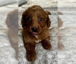 Small Photo #9 Goldendoodle (Miniature) Puppy For Sale in PENSACOLA, FL, USA