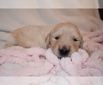 Small Photo #42 Golden Retriever Puppy For Sale in RICHMOND, TX, USA