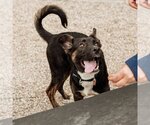 Small #29 American Pit Bull Terrier-German Shepherd Dog Mix