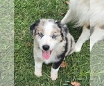 Puppy Marshall Australian Shepherd