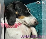 Small Photo #2 Dachshund Puppy For Sale in San Antonio, TX, USA