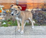 Small Mutt