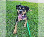 Small #7 Boxer Mix