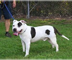Small #1 Mutt