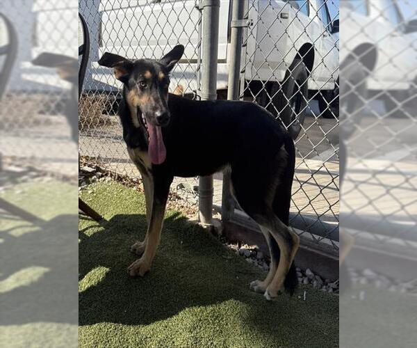 Medium Photo #1 German Shepherd Dog-Unknown Mix Puppy For Sale in Pasadena, TX, USA