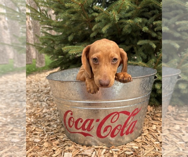 Medium Photo #2 Dachshund Puppy For Sale in MIDDLEBURY, IN, USA