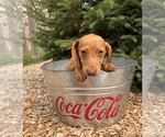 Small #1 Dachshund