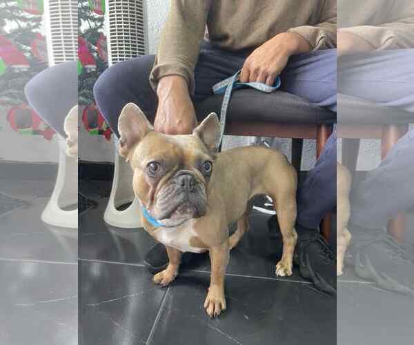 Medium Photo #4 French Bulldog Puppy For Sale in Escondido, CA, USA