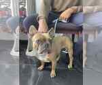 Small #3 French Bulldog
