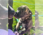 Small #2 Australian Shepherd Mix