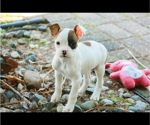 Boxer Puppy for sale in SHIPSHEWANA, IN, USA
