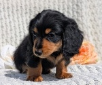 Small Photo #20 Dachshund Puppy For Sale in GOSHEN, IN, USA