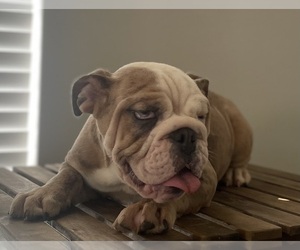 English Bulldog Puppy for sale in ORLANDO, FL, USA