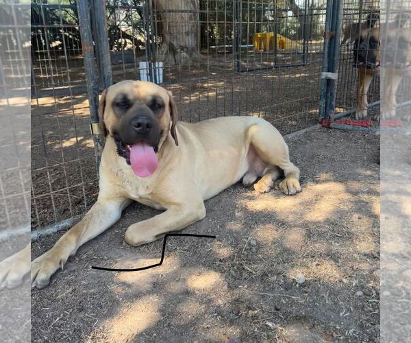 Medium Photo #2 Mastiff Puppy For Sale in Goodyear, AZ, USA