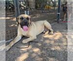 Small #1 Mastiff